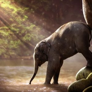 Mother Elephant Encouraging Her Calf