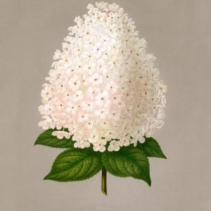 Panicled hydrangea (Hydrangea Paniculata)