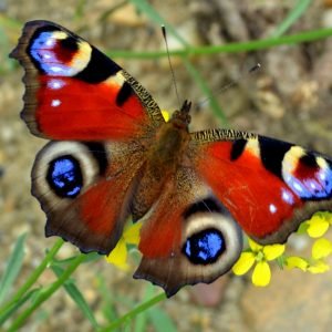 Peacock Butterfly Photo