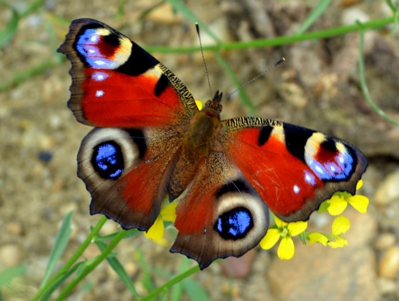 Peacock Butterfly Photo