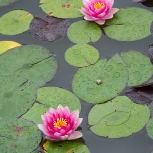 Pink Lotus in Pond Picture