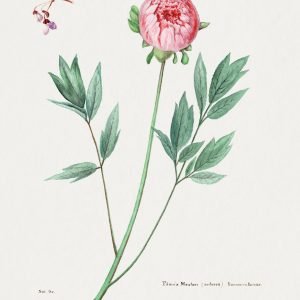 Pink Moutan Peony Painting
