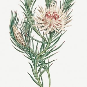 Protea Mucronifolia (Dagger Leaf Protea)