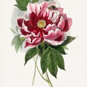 Red Pink Peony Flower Painting