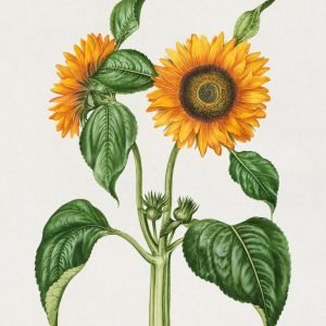 Sunflower Painting by Maria Merian