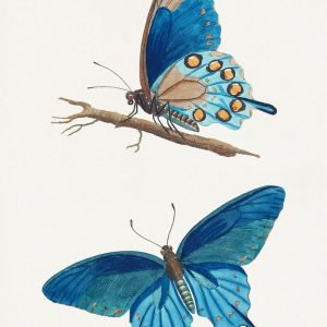 Vintage American Blue Butterfly Painting