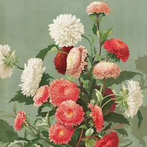 Vintage Aster Botanical illustration