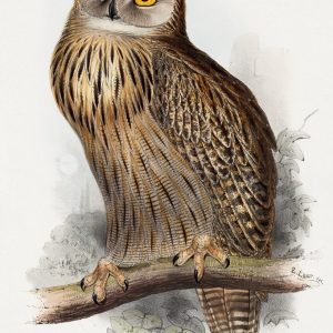 Vintage Eagle Owl (Bubo maximus)