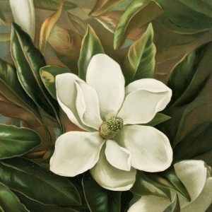 Vintage Magnolia Grandiflora Painting