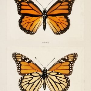 Vintage Monarch Butterfly (Danais Archippus) Moth
