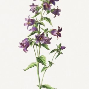 Vintage Nettle Leaved Bellflower
