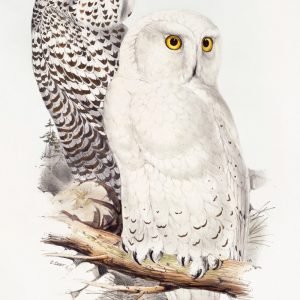 Vintage Snowy Owl illustration