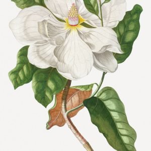 Vintage White Magnolia by Ehret