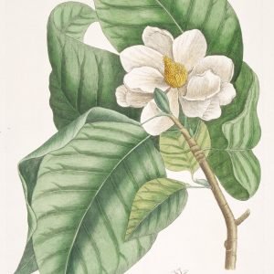 White Magnolia with Red Velvet Ant