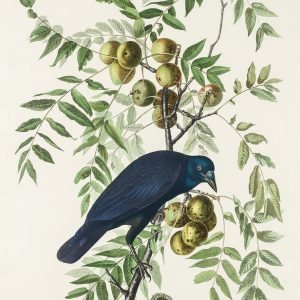 American Crow Print Audubon