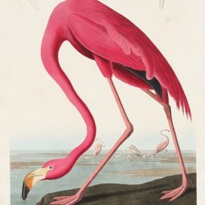 American Pink Flamingo Poster Print John James Audubon