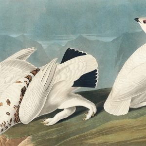 American Ptarmigan and Grous Birds Print Audubon