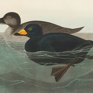 American Scoter Duck Print John James Audubon