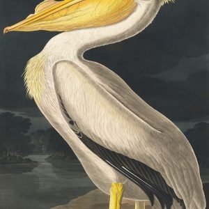 American White Pelican Print Audubon