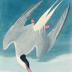 Arctic Tern Bird Print Audubon
