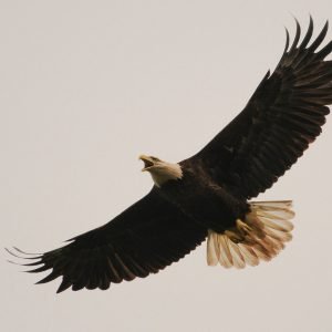 Bald Eagle (American Eagle) Print