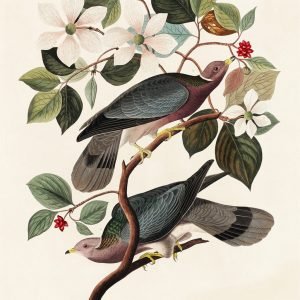 Band-tailed Pigeons Art Print Audubon