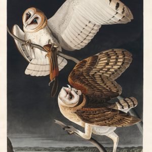 Barn Owl Print by John James Audubon