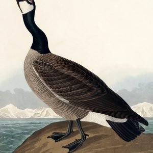Barnacle Goose Print Audubon