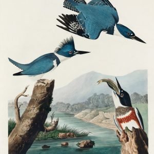 Belted Kingfisher by Audubon