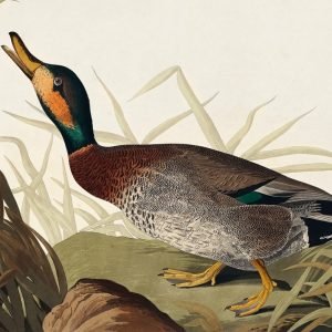 Bemaculated Duck Print John James Audubon