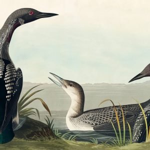 Black Throated Loon Birds Print John James Audubon