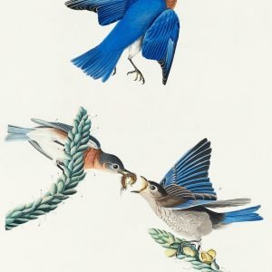 Blue Bird Print by John James Audubon