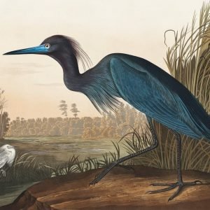 Blue Heron (Crane) Print John James Audubon
