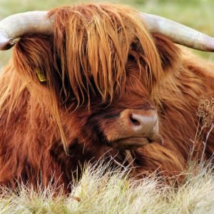 Brown Hairy Highland Cow Poster Print