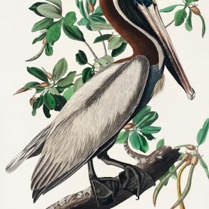 Brown Pelican Print Audubon