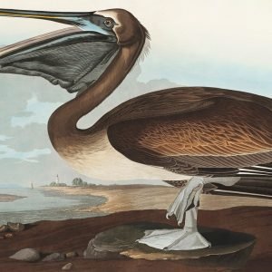 Brown Pelican Print John James Audubon
