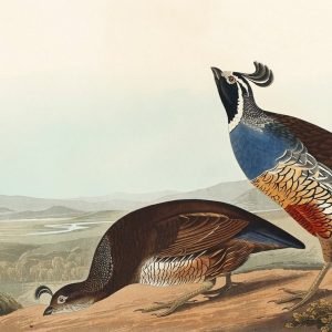 California Partridge Bird Print John James Audubon