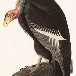 Californian Vulture Art Print Audubon