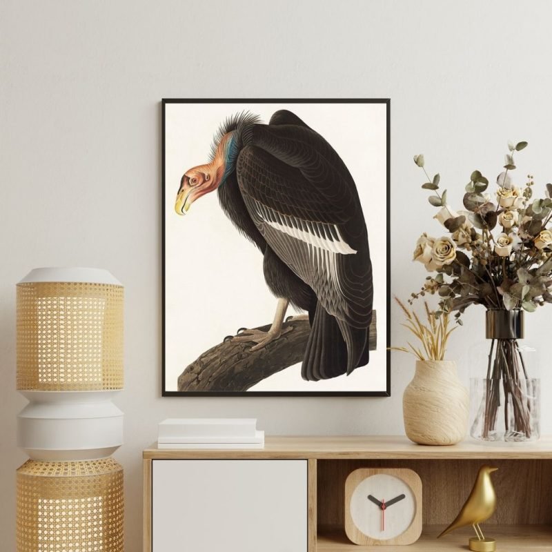 Californian Vulture Art Print Audubon Canvas