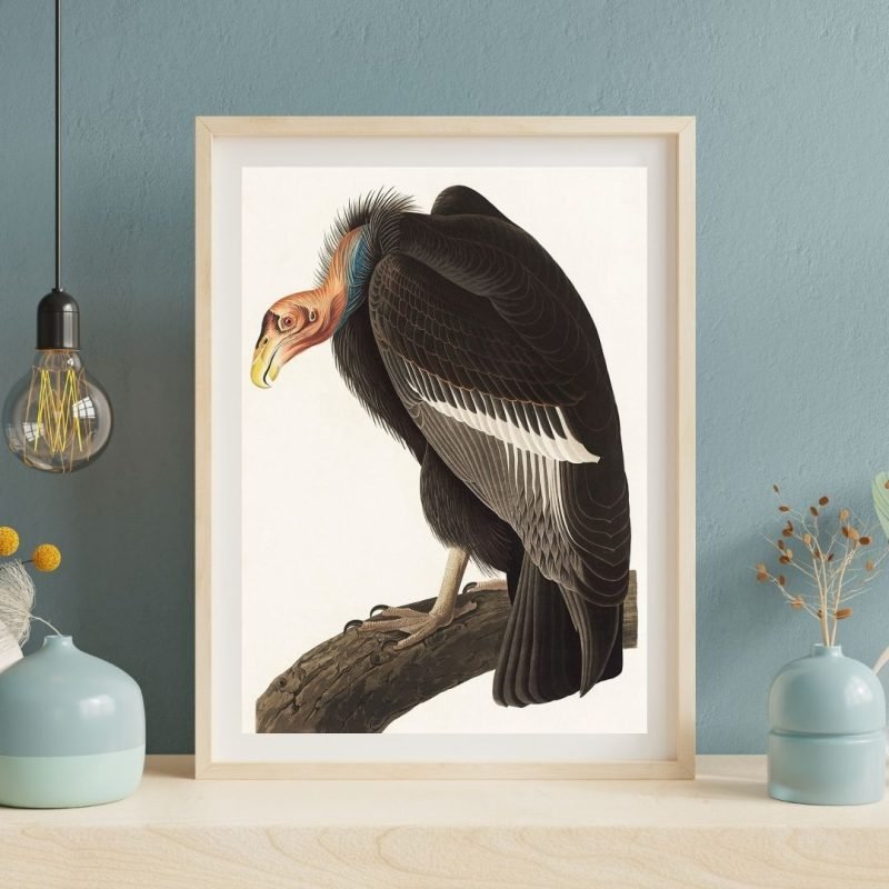 Californian Vulture Art Print Audubon Wall Art