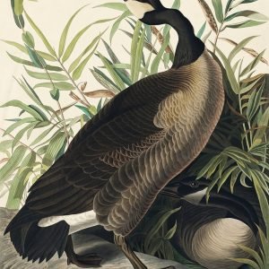 Canada Goose Print Audubon