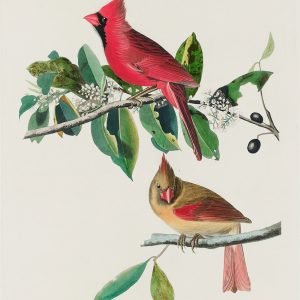 Cardinal Birds Print by John James Audubon