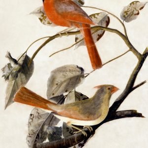 Cardinal Grosbeak Birds by John James Audubon