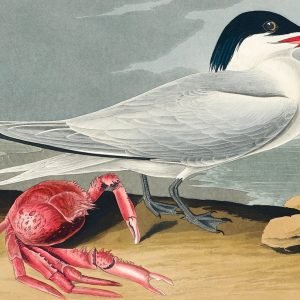 Cayenne Tern Print John James Audubon
