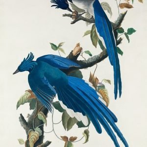 Columbia Jay Blue Birds Print Audubon