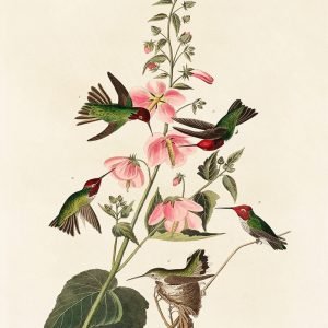 Columbian Humming Bird Print Audubon
