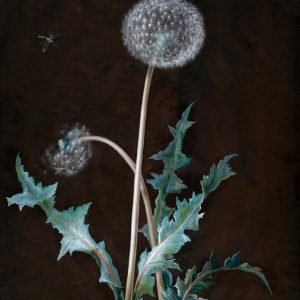 Dandelion Painting Print Barbara Regina Dietzsch