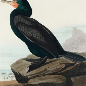 Double Crested Cormorant from Bird Print Audubon