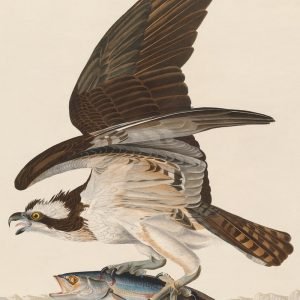 Fish Hawk Osprey Print Audubon