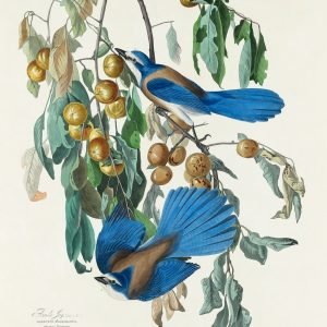 Florida Blue Jay Print by Audubon